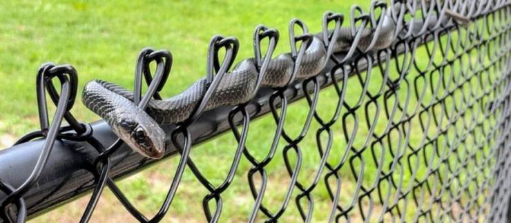Obrázek Guarding the fence