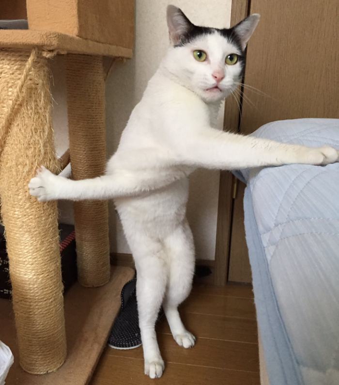 Obrázek Haaaaaaaaalp