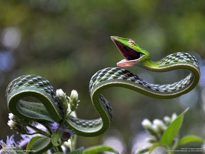 Obrázek Had jak opasek