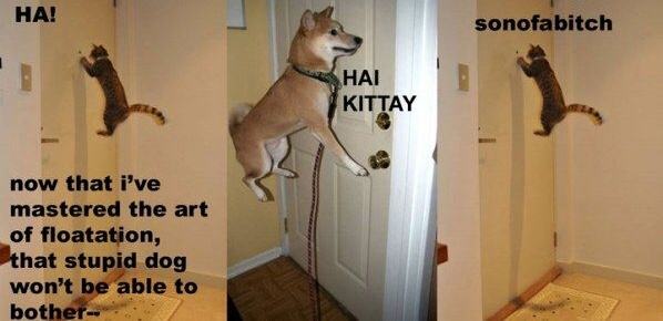 Obrázek Hai Kitty