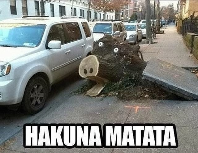Obrázek HakunaMatata 