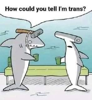 Obrázek Hammerhead humor