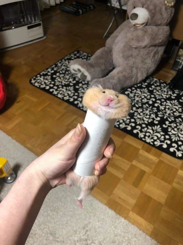 Obrázek Hamster-stuck-inside-a-paper-roll