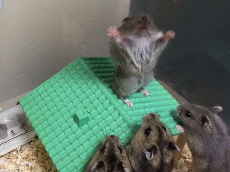 Obrázek Hamster preaching to his people