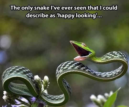 Obrázek Happy-looking-snake