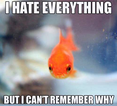 Obrázek Hateful Goldfish