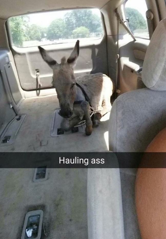 Obrázek Hauling Ass6244