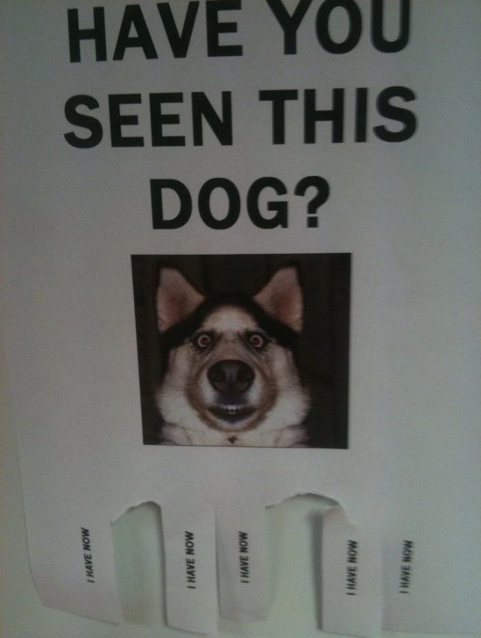 Obrázek Have you seen this dog