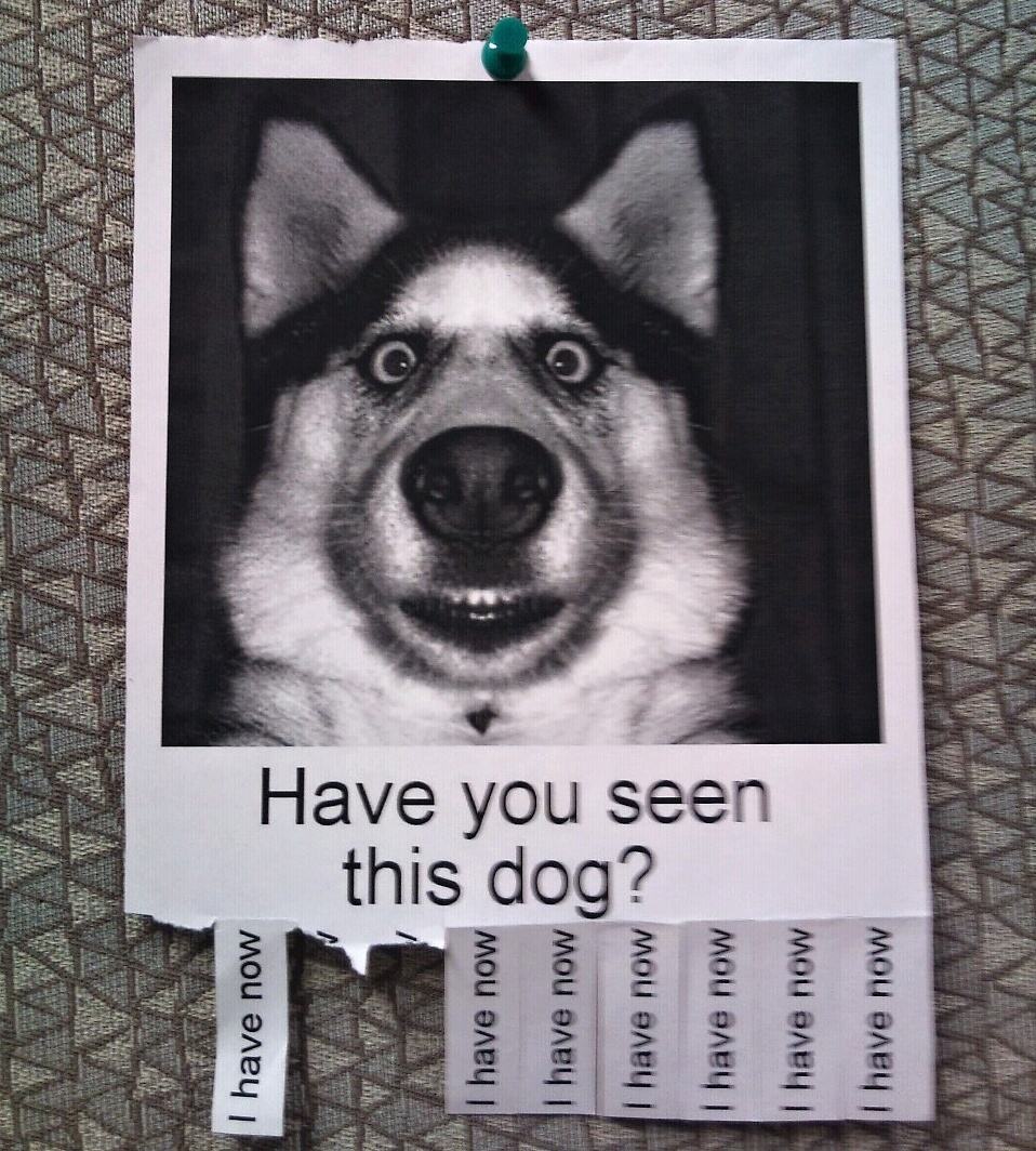Obrázek Have you seen this dog 19-03-2012