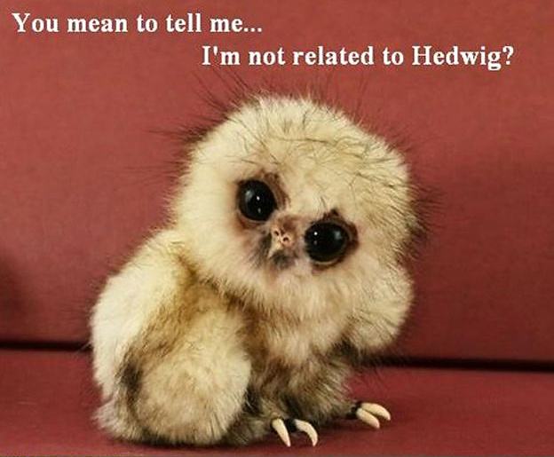 Obrázek Hedwig - 07-06-2012