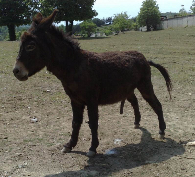 Obrázek Hele osle 2C neco ti kouka ven