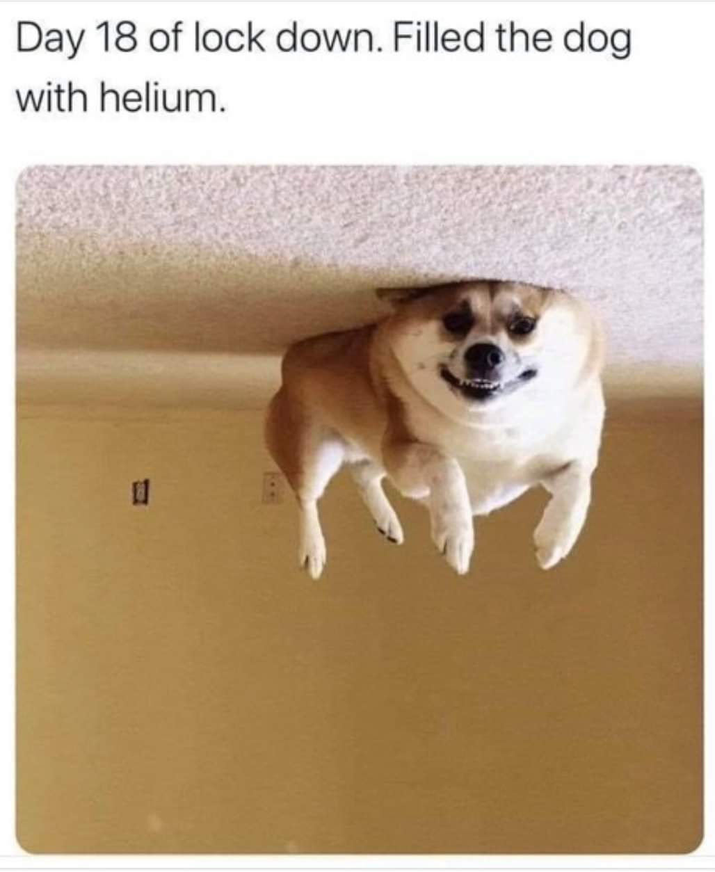 Obrázek Helium dog