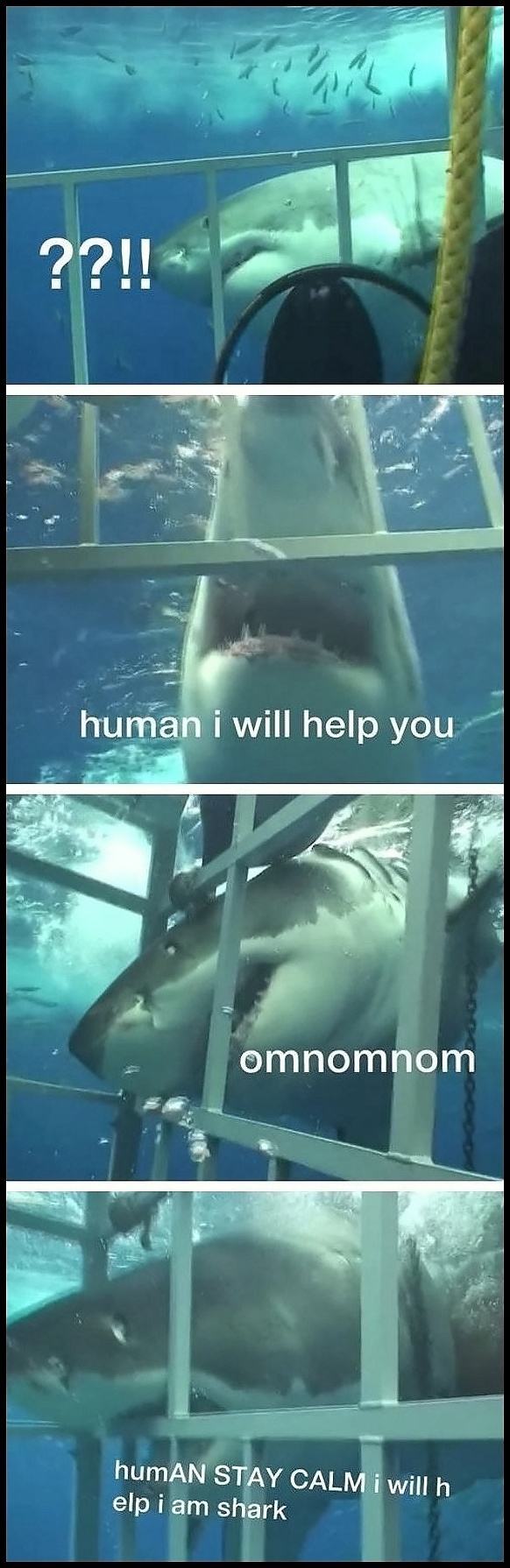 Obrázek Helpful Shark