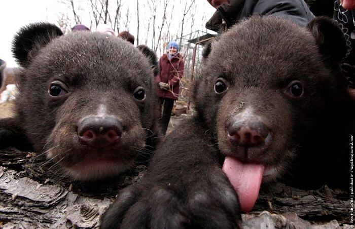 Obrázek Himalayan bears