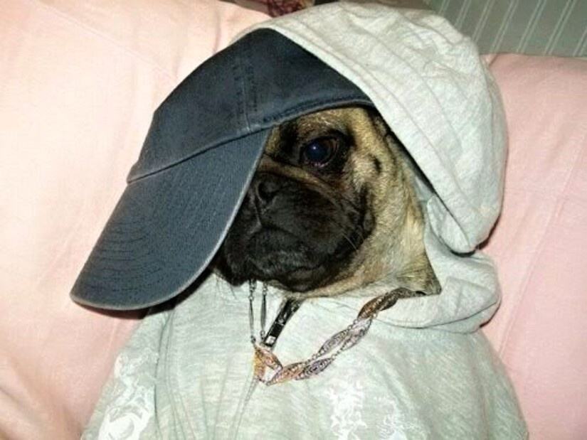 Obrázek Hip Hop dog