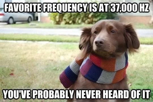 Obrázek Hipster-dog-frequency-hearing