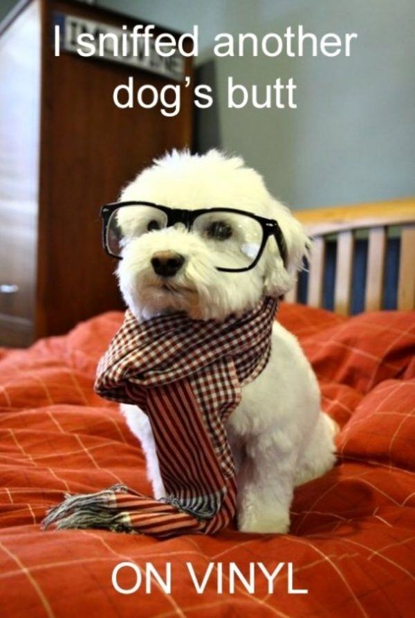 Obrázek Hipster Dog