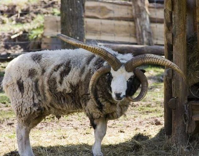 Obrázek Horns