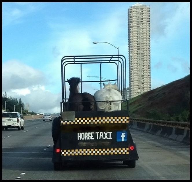 Obrázek Horse taxi