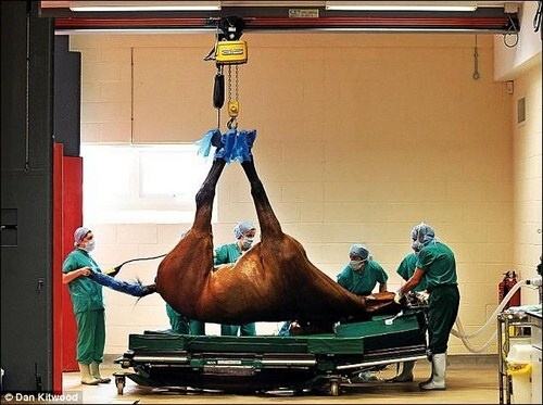 Obrázek Hospital for Horses1 
