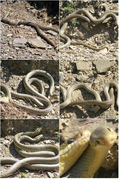Obrázek How Snakes Make Love