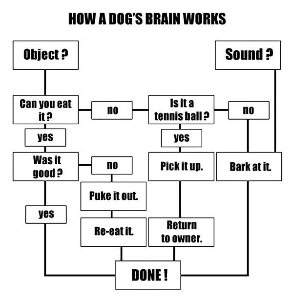 Obrázek How a dogs brain works 09-03-2012