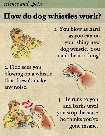 Obrázek How do dog - 16-06-2012