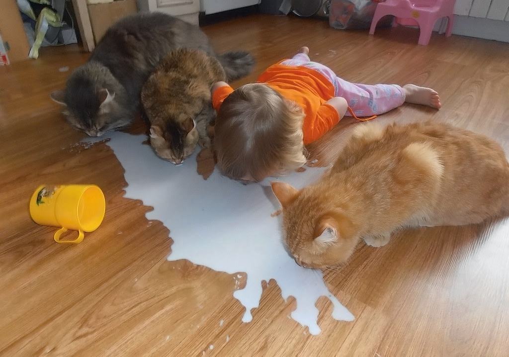Obrázek How to Drink milk