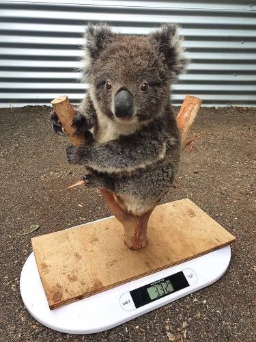 Obrázek How to weigh a baby koala