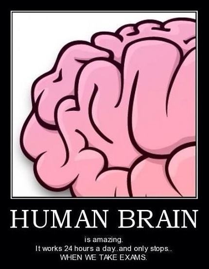 Obrázek Human brain
