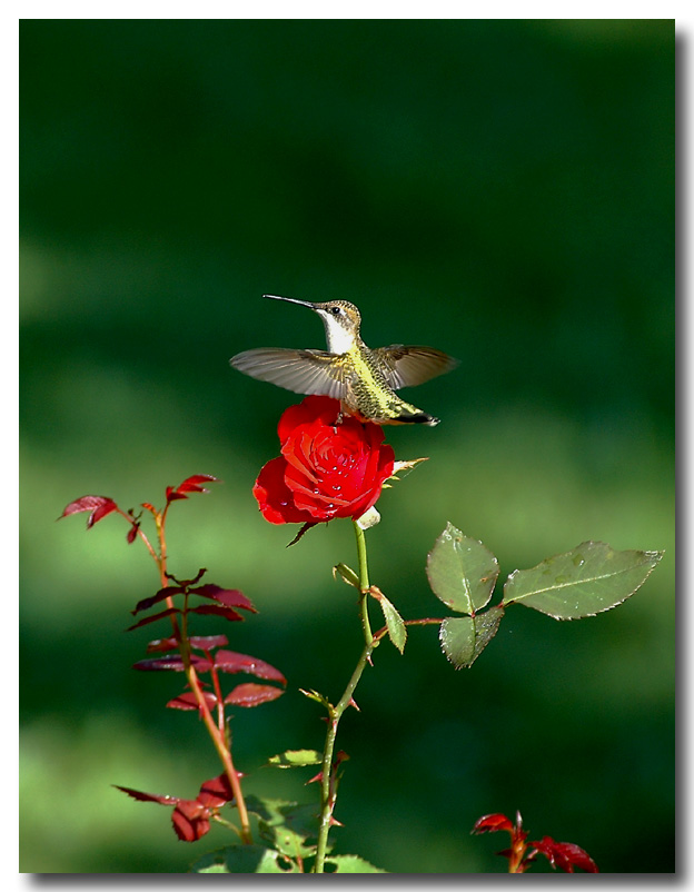 Obrázek Hummingbird and Rose II