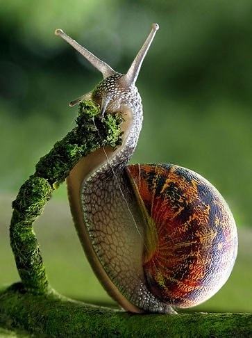 Obrázek Hungry Hungry Snail 19-02-2012