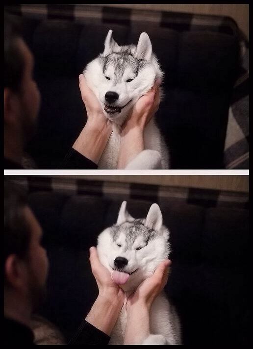 Obrázek Huskies are moldable