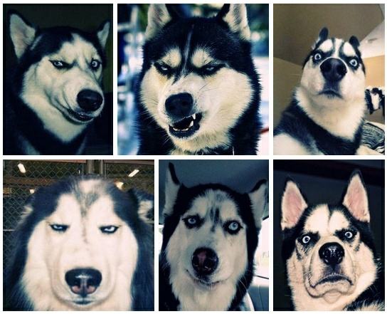 Obrázek Huskies faces