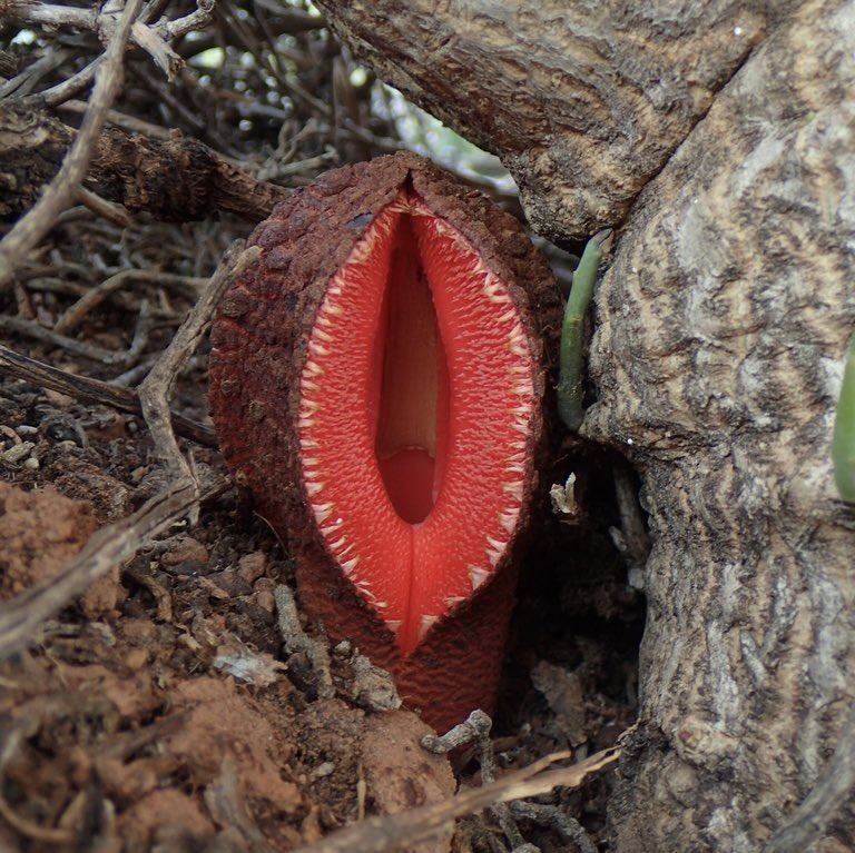 Obrázek Hydnora africana