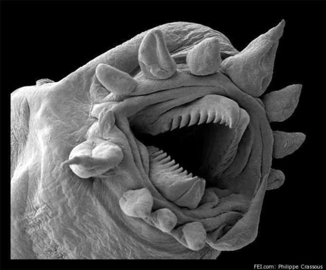 Obrázek Hydrothermal-worm