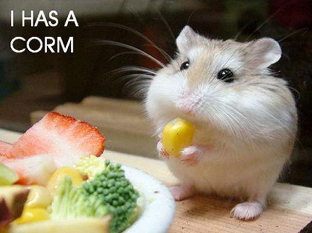 Obrázek I has corm