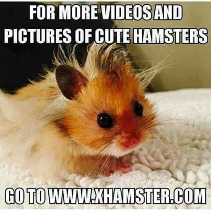 Obrázek I love hamsters