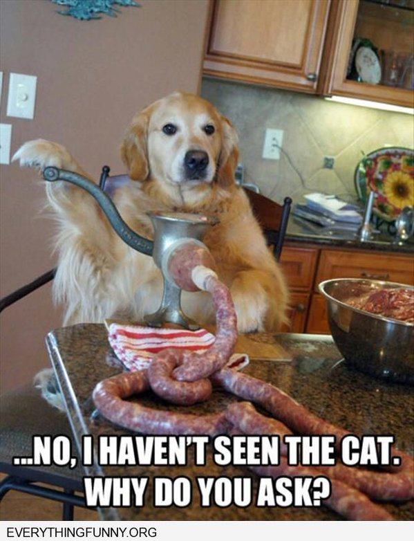 Obrázek I never sausage a cat