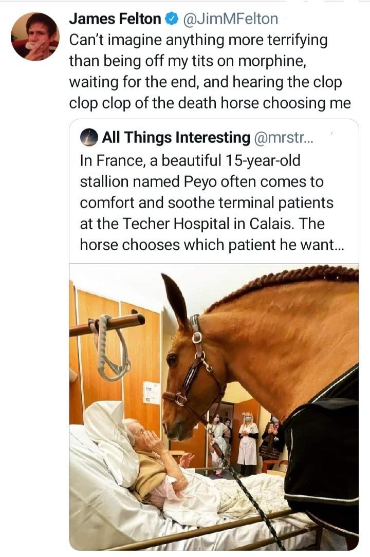 Obrázek I saw a brown horse