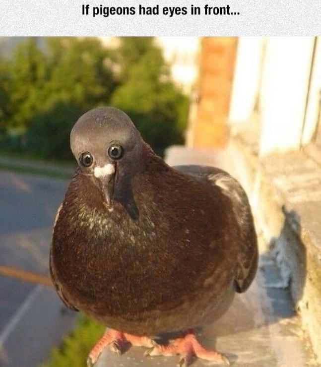 Obrázek If Pigeons Had Front Eyes