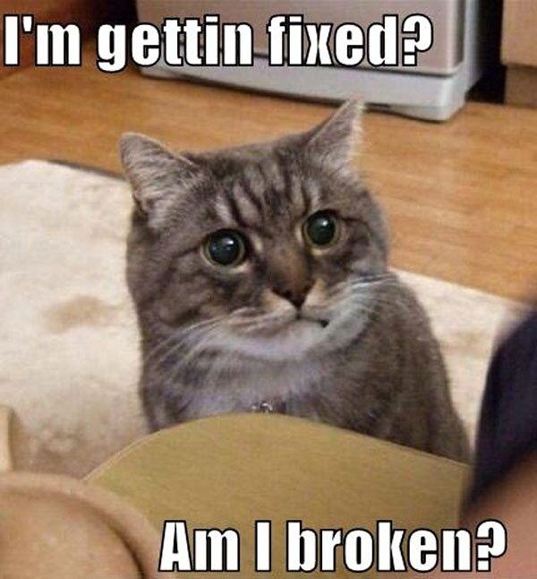 Obrázek Im Getting Fixed