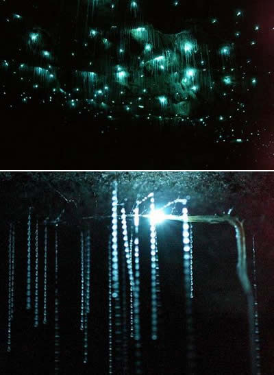 Obrázek Incredible Caves - Waitomo Glowworm Cave