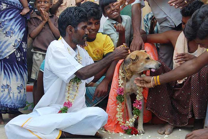 Obrázek Indie snatek se psem
