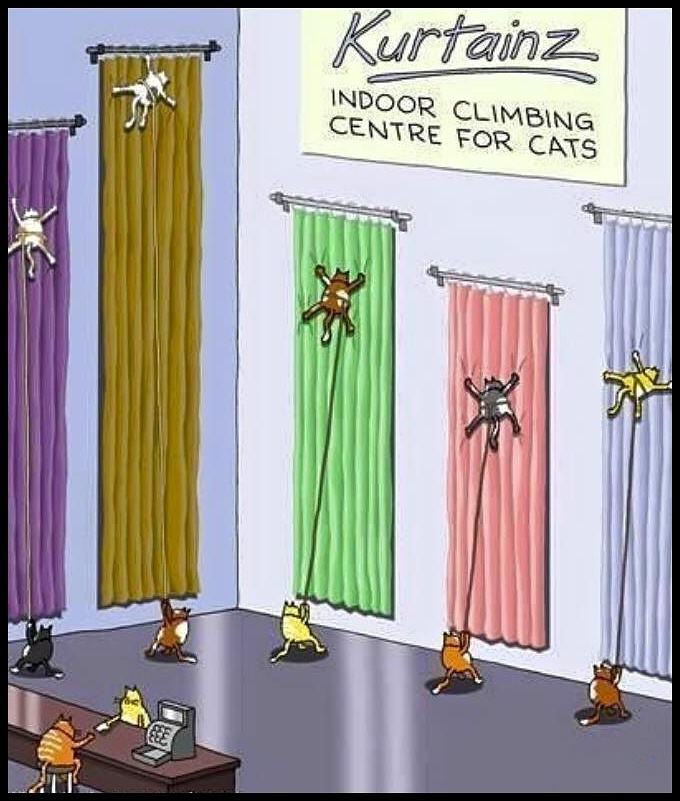 Obrázek Indoor Climbing Centre For Cats
