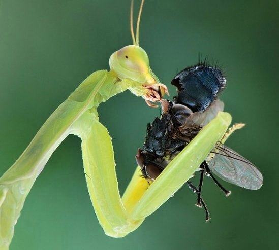 Obrázek Insects eating