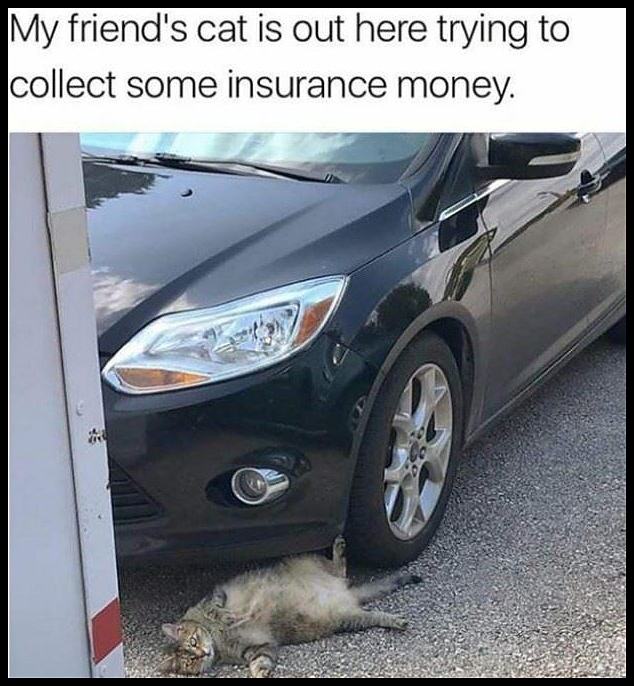 Obrázek Insurance Fraud Cat