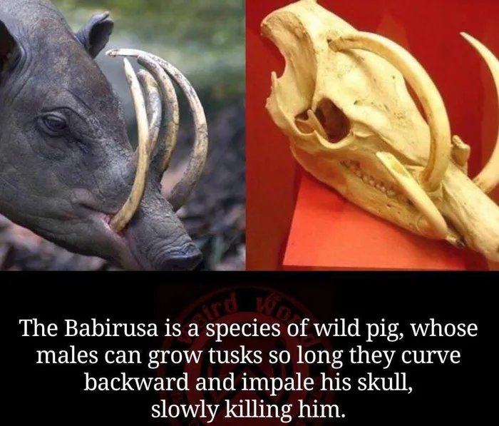 Obrázek Interesting-evolution-trait-of-the-Babirusa