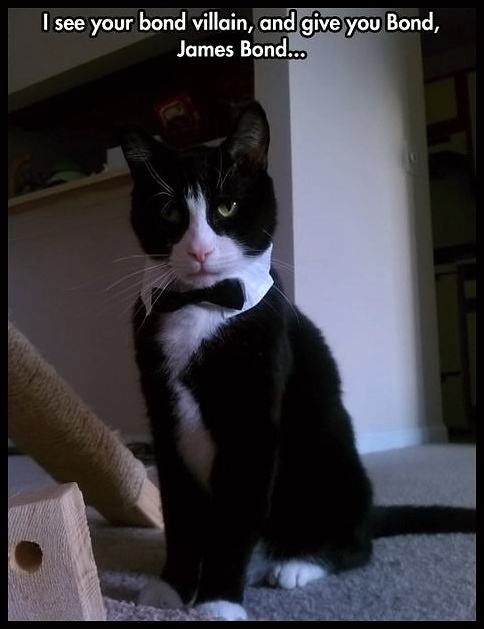Obrázek James-Bond-cat