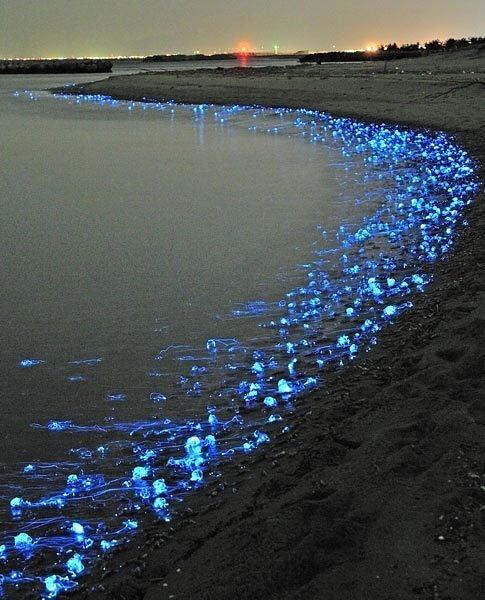 Obrázek Japans firefly squids 30-03-2012